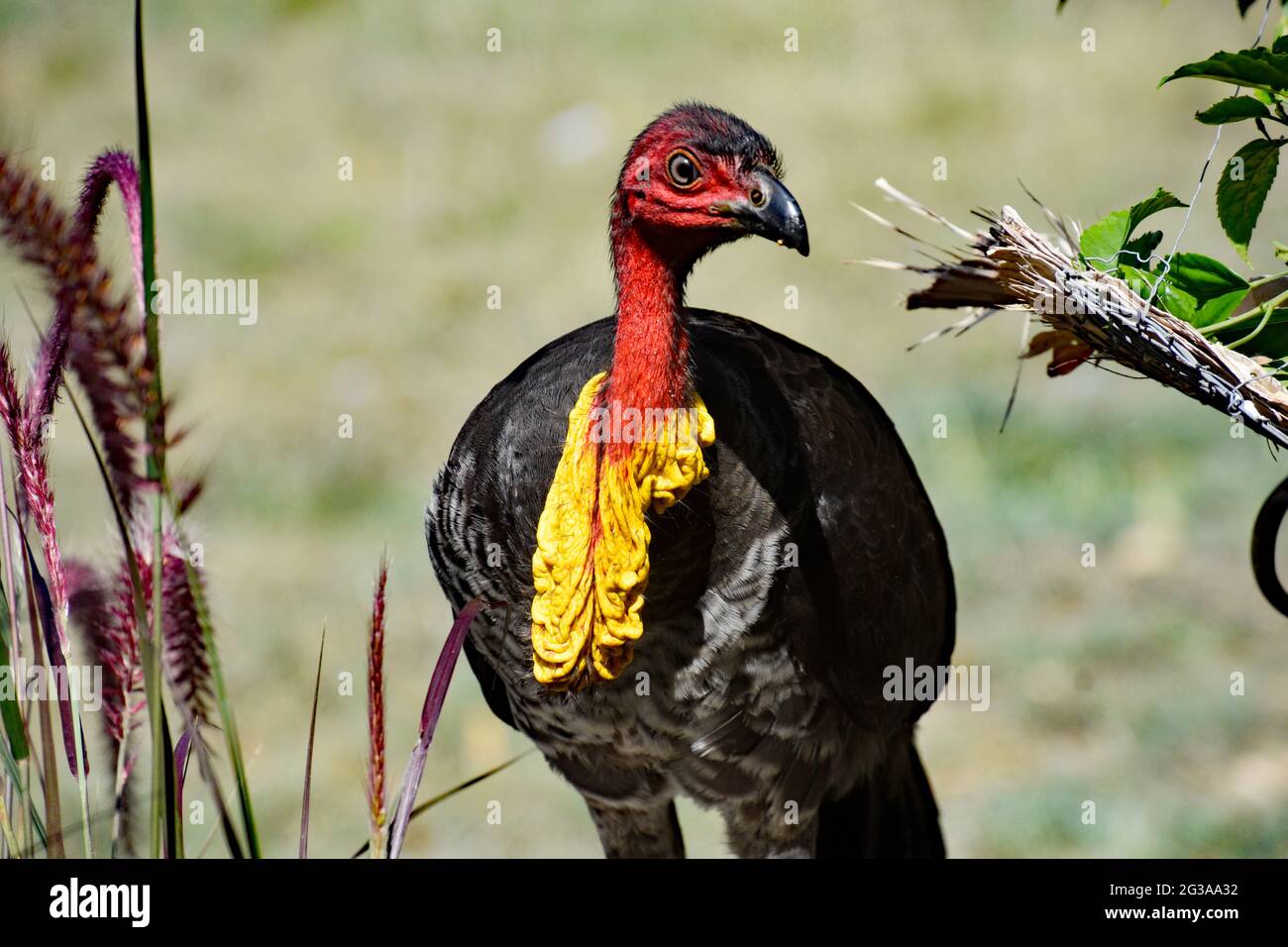 YOUNG BUSH TURKEY Stock Photo