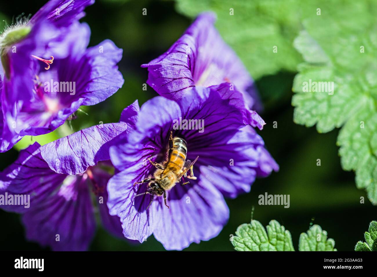 A honey bee deeply involved in extracting nectar from a blue geranium flower and also pollen for redistributing around. Stock Photo