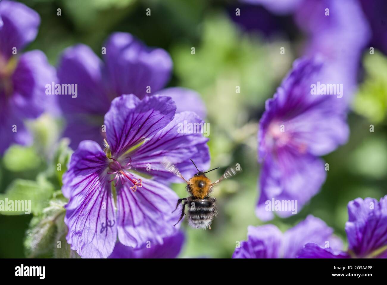 Bumble Bee coming in to land on blue geranium for pollen and nector Stock Photo