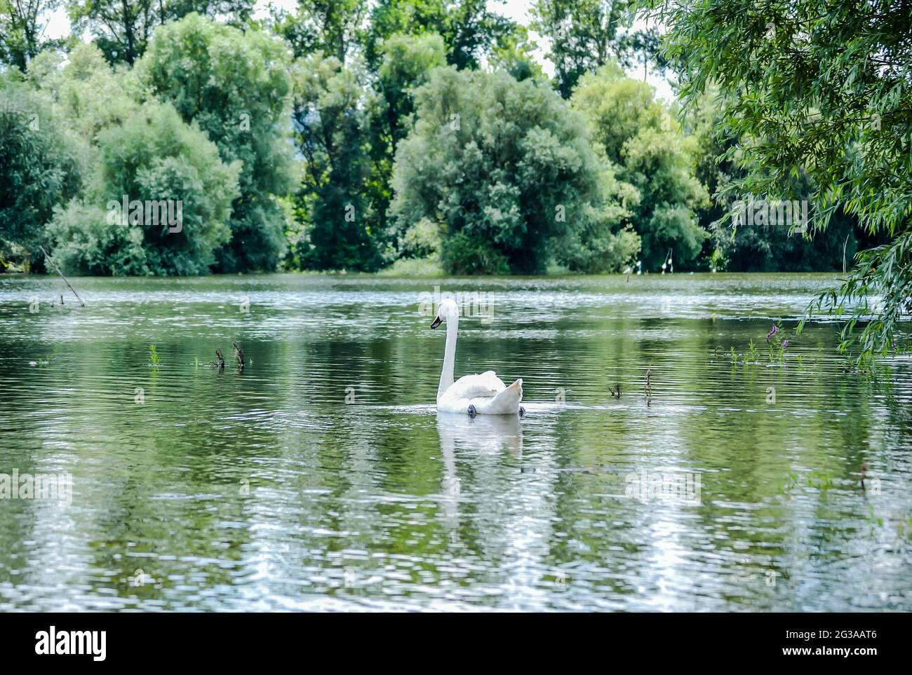A swan swims in the water of the Danube tributary. Stock Photo