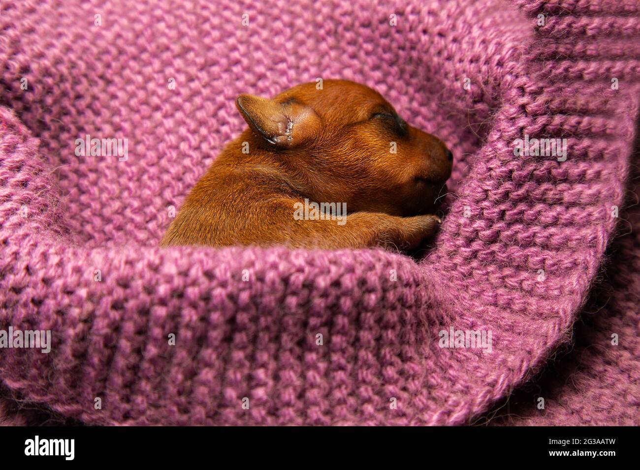 Caring for pets hires stock photography and images Alamy