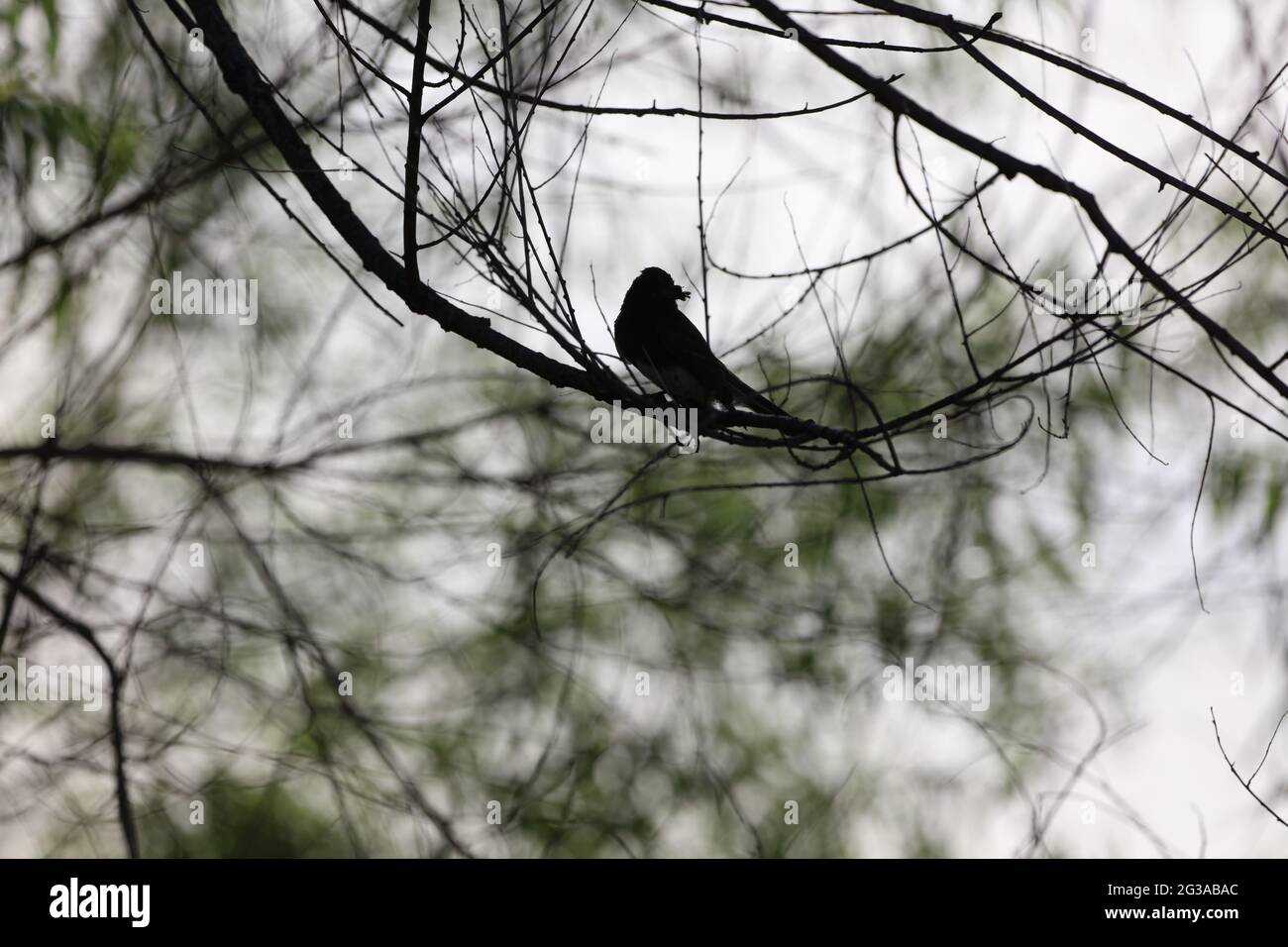 Birds of the San Pedro River Stock Photo