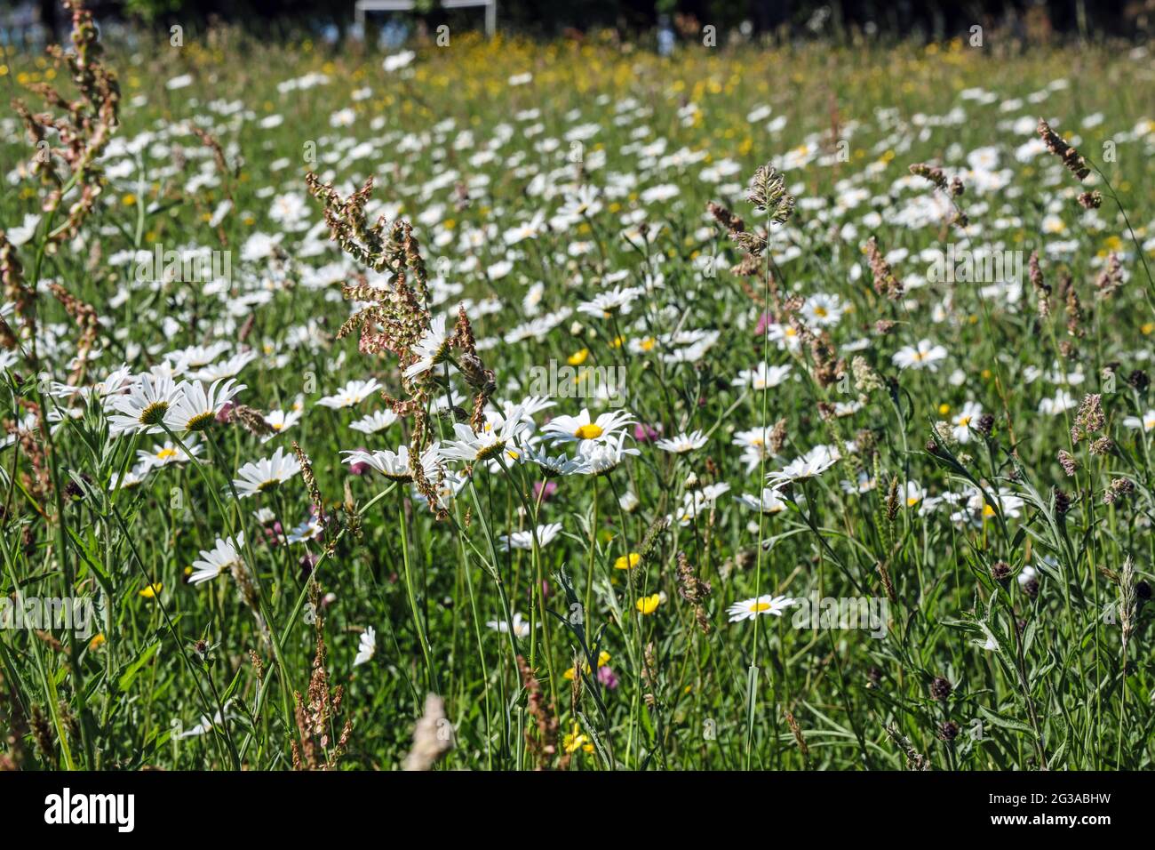 One of the green areas in Plymouth set aside for a Wildflower Meadow. This one is at Devonport Park beside Park Avenue. Devonport Park in Plymouth is Stock Photo