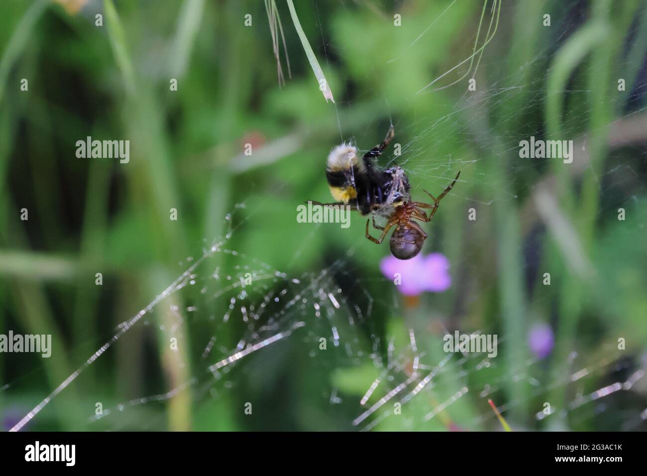A bumblebee flying around collecting pollen caught in a spiders