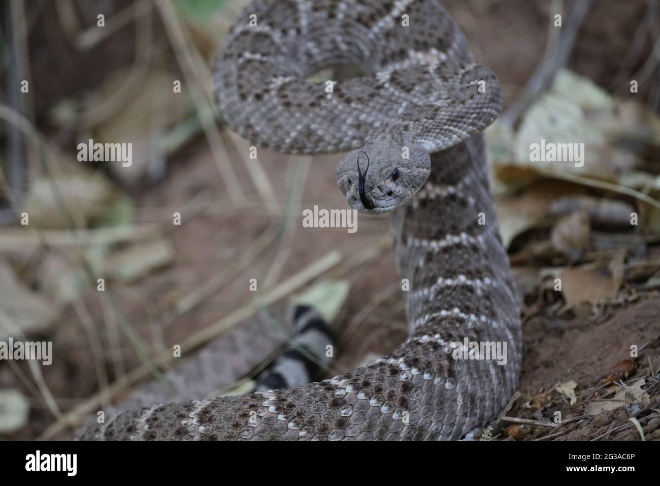 Western Diamondback Rattlesnake Stock Photo Alamy