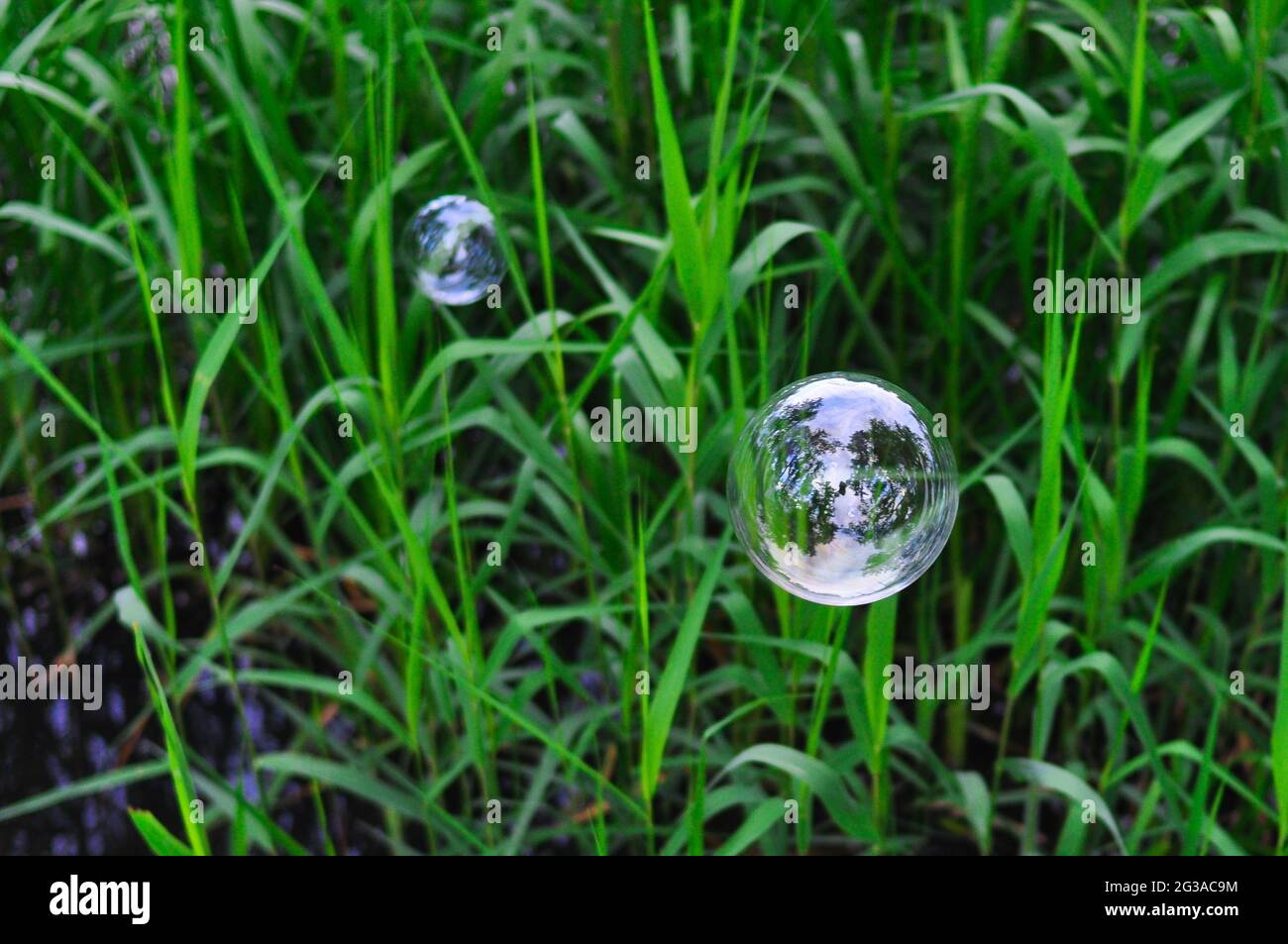 Big soap bubbles in the forest in summer copy space, background Stock ...