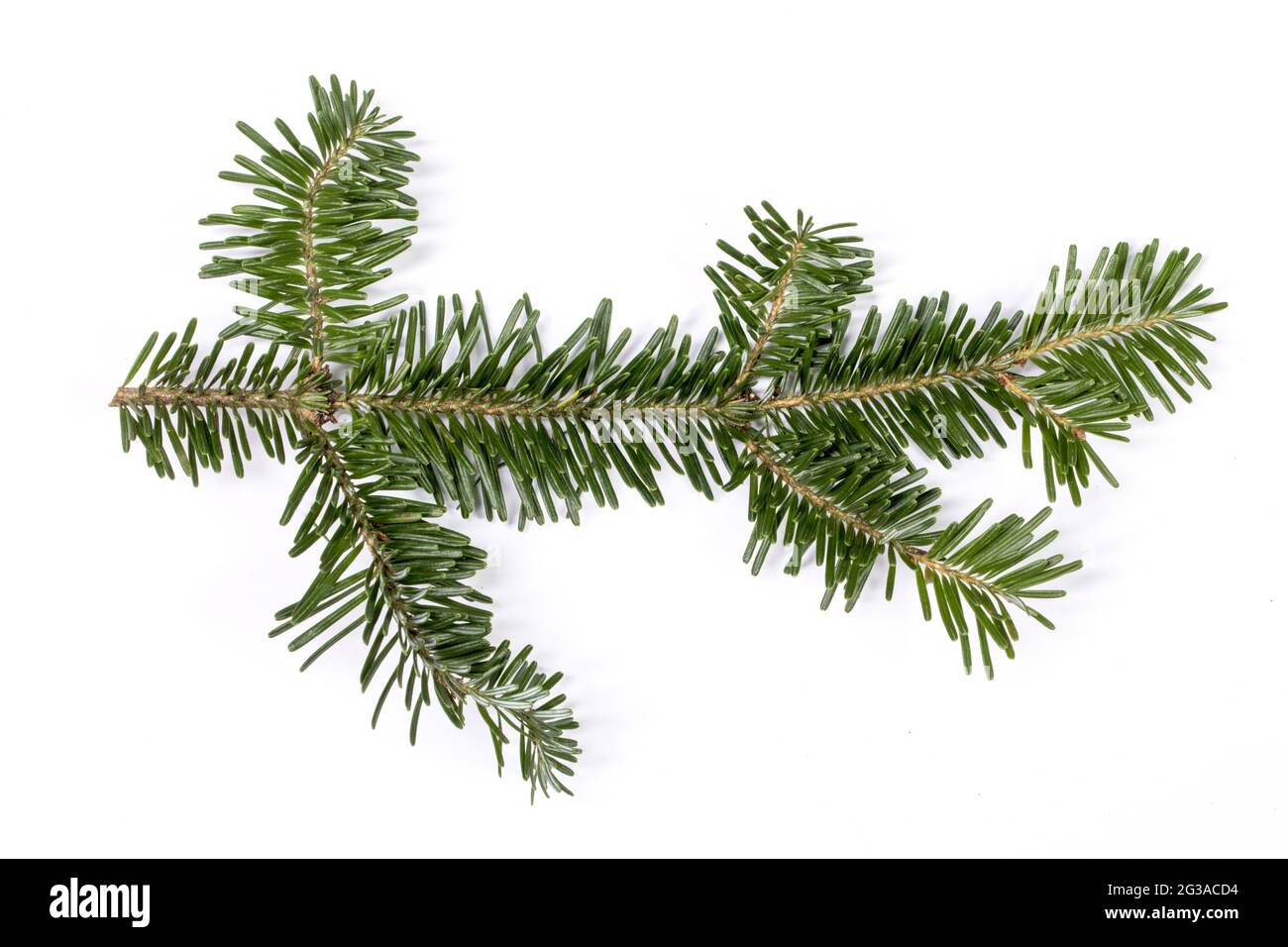 Evergreen christmas fir pine tree branch isolated on white background ...