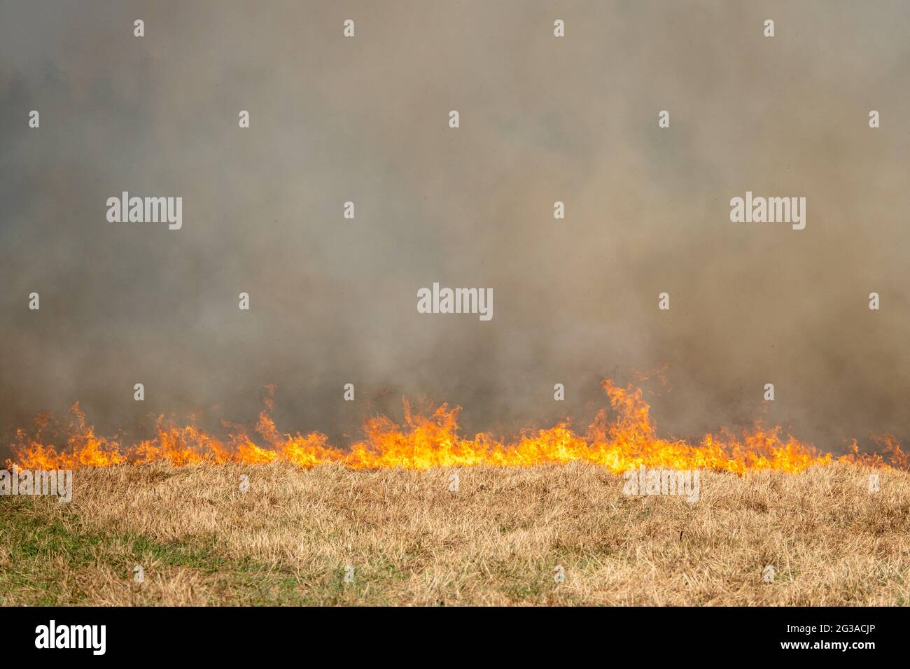 Forest fire burning, Wildfire close up Stock Photo