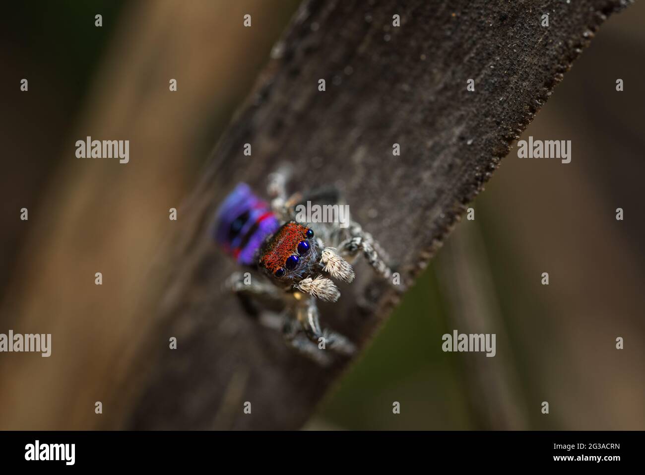 Australian peacock spider hi-res stock photography and images - Alamy
