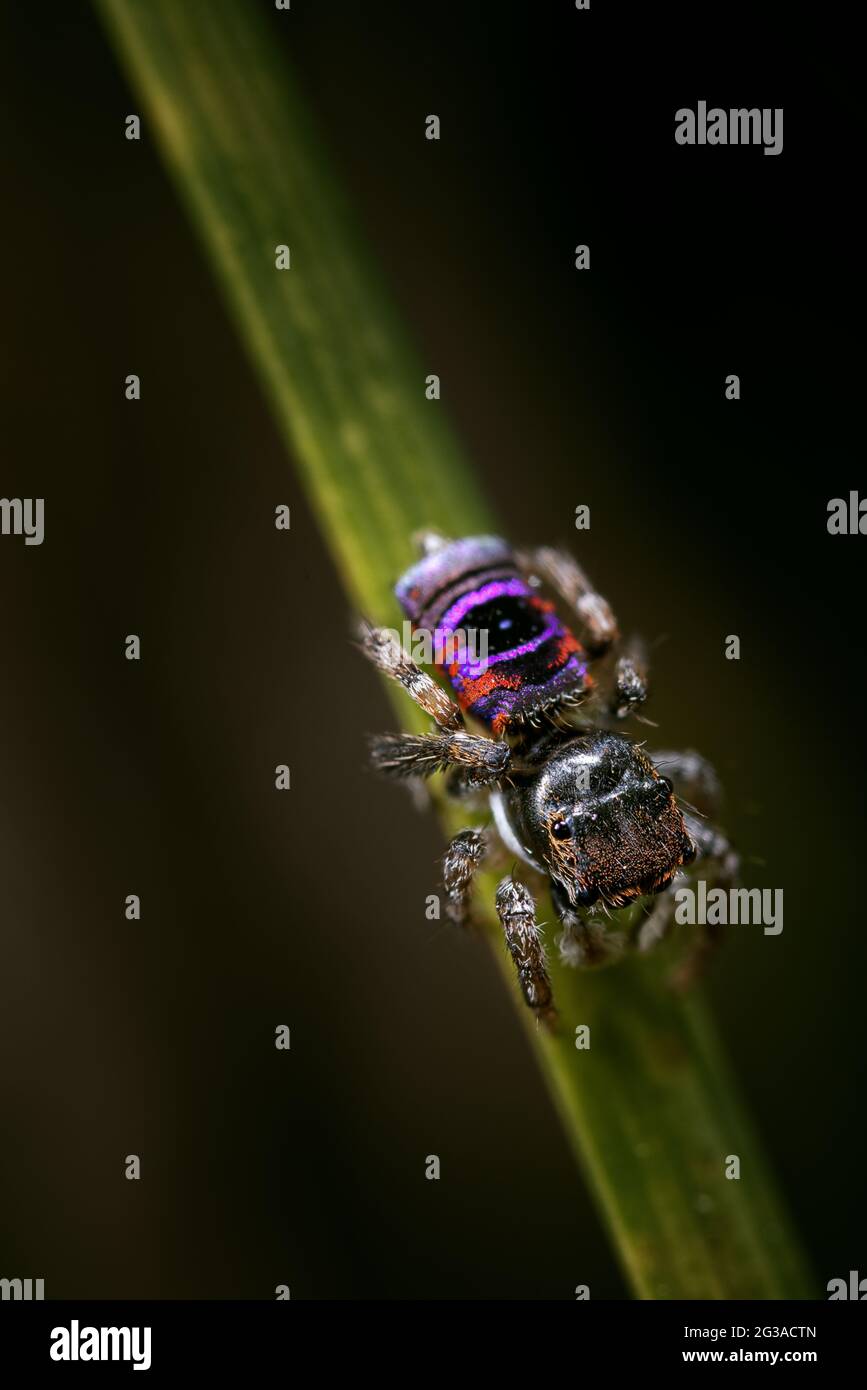 Dancing peacock spider hi-res stock photography and images - Alamy