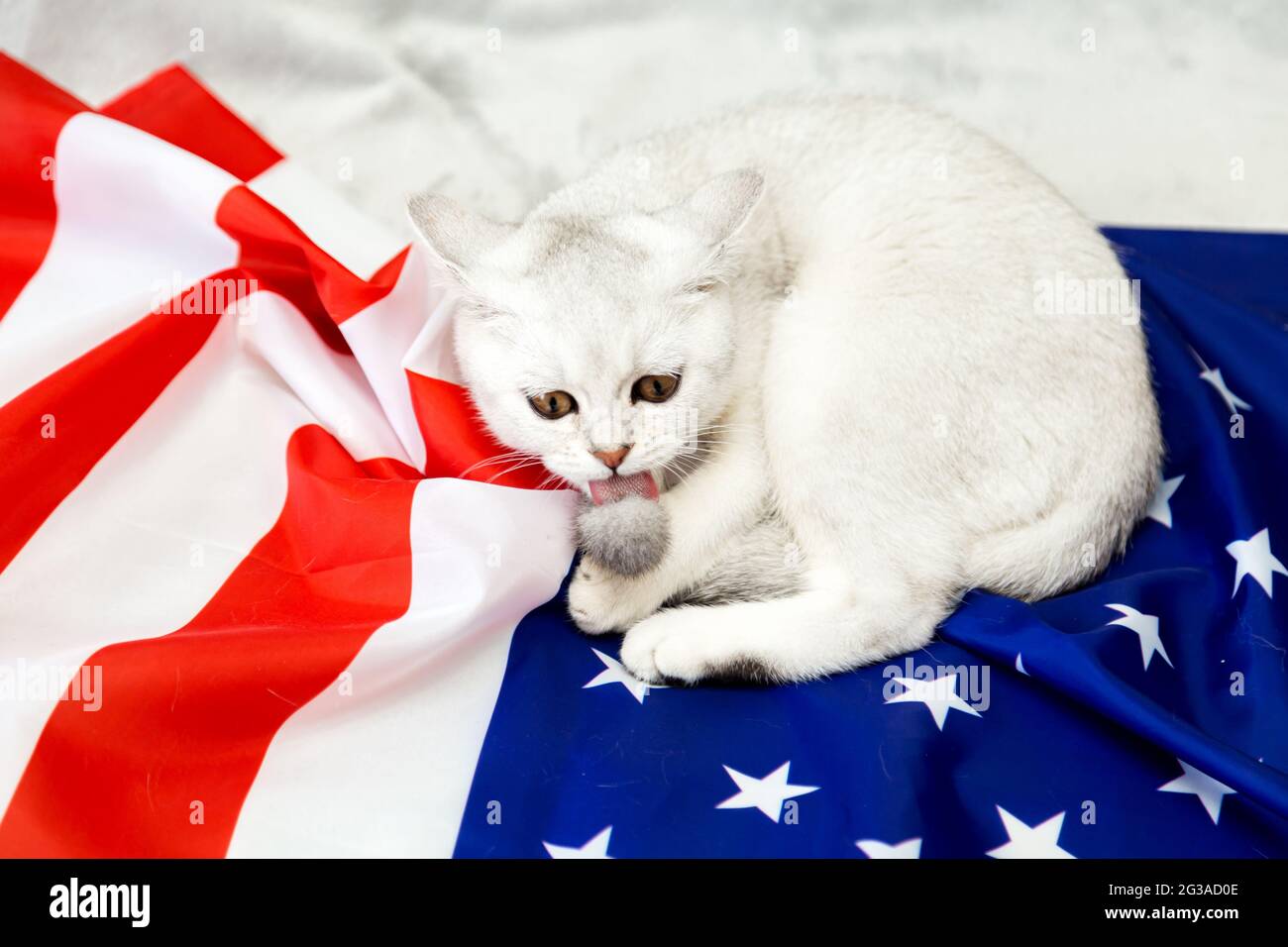 The silver British cat lies on the American flag. Patriotic cat. USA symbol. Waiting for the Independence Day. Stock Photo