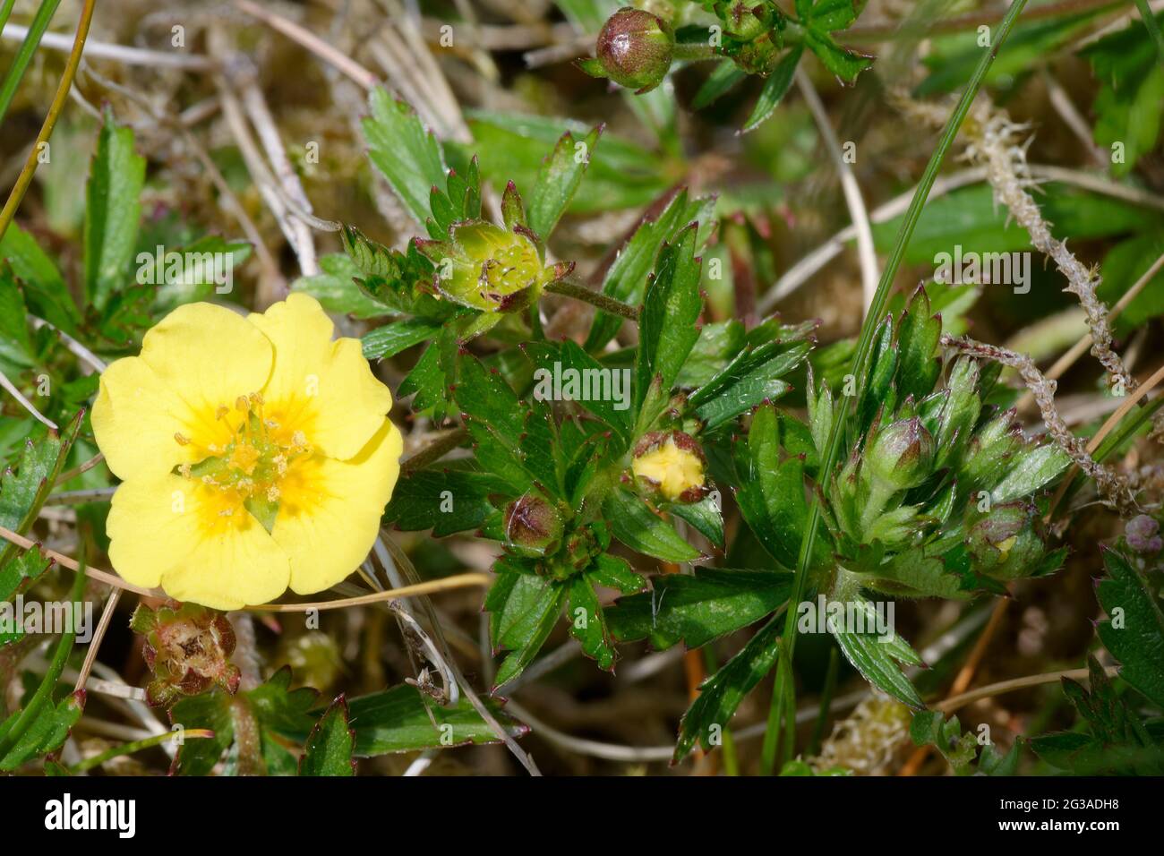 Tormentil - Potentilla erecta, yellow flower, bud & leaves Stock Photo