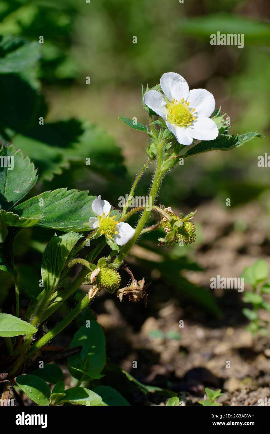 Garden Strawberry  - Fragaria  X ananassa, flower leaves & developing fruit Stock Photo