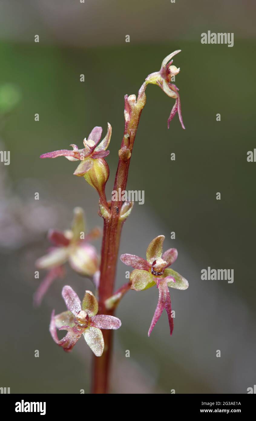 Lesser Twayblade - Neottia cordata, tiny Orchid of damp moorlands Stock Photo