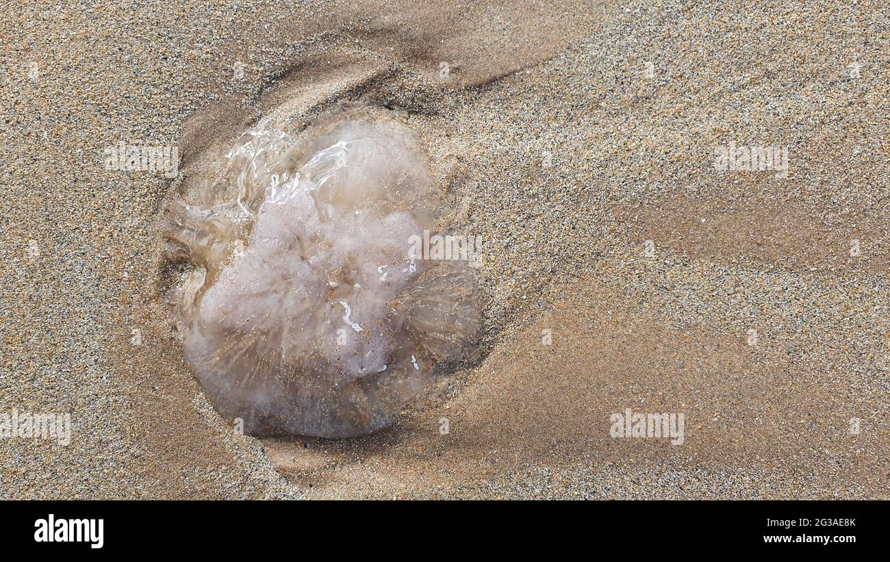 Close up of jellyfish, washed up on beach Stock Photo Alamy