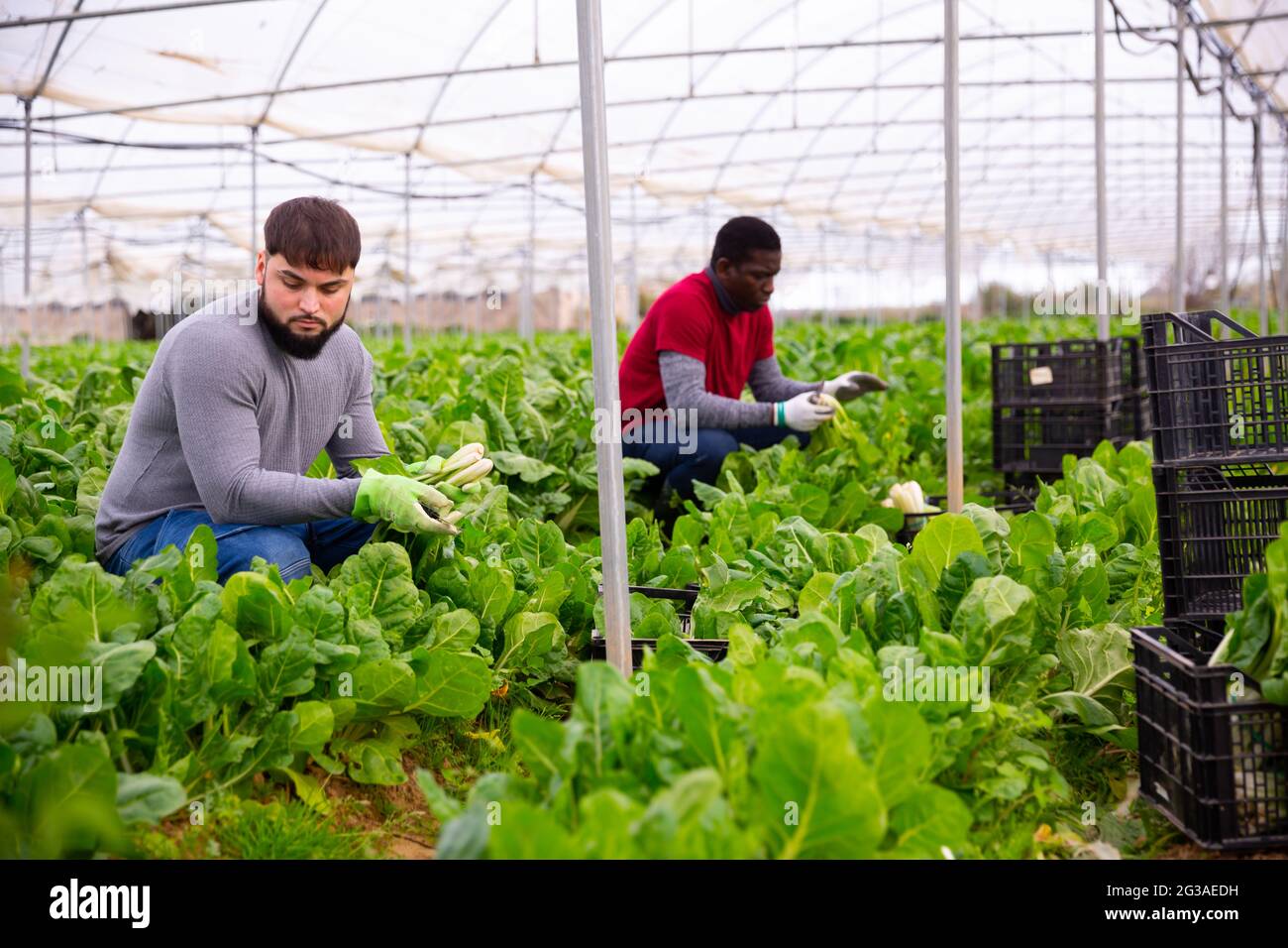 Young worker cutting green chard on farm plantation Stock Photo - Alamy
