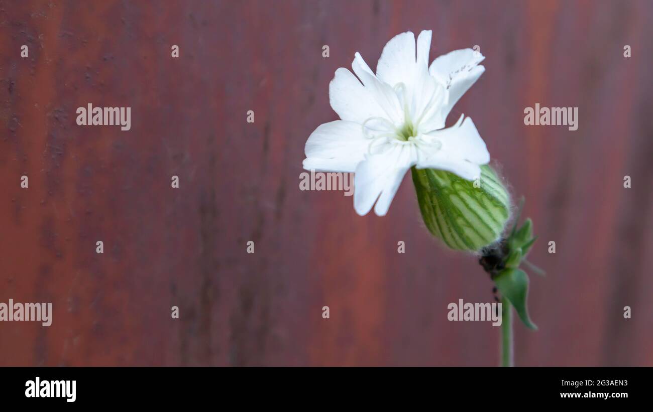 One white sandworm or resin flower on a rusty metal background. Copy space. Herbaceous dioecious plant Stock Photo