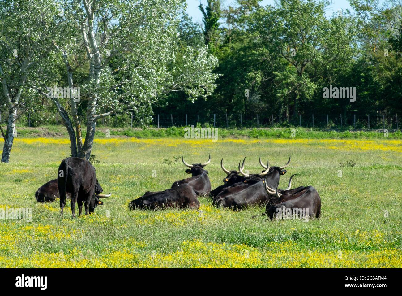 Camargue bulls in a field in spring in Bouches-du-Rhone, Provence, South of France Stock Photo