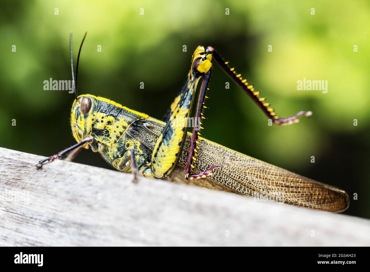Close up of colorful big locust macro outdoors Stock Photo Alamy