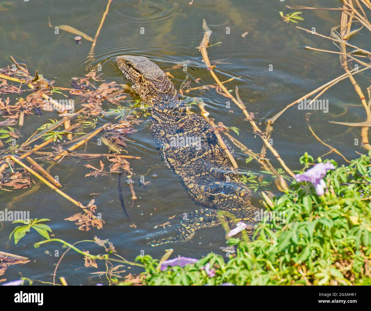 Nile monitor lizard varanus niloticus swimming on edge of river bank wetland in grass reeds Stock Photo
