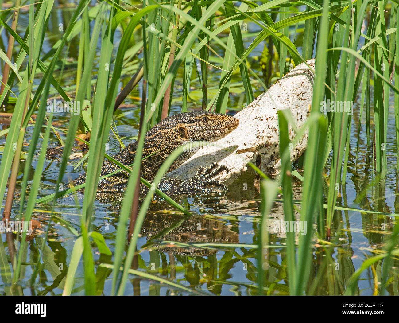 Nile monitor lizard varanus niloticus hiding on piece of polystyrene pollution by river bank wetland in grass reeds Stock Photo