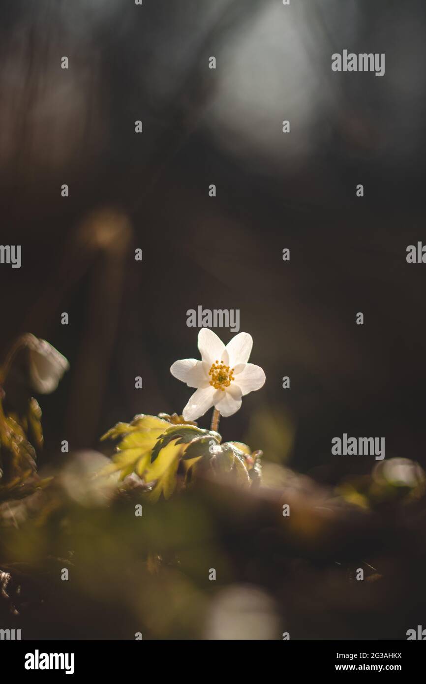 Page 2 Wild N Out High Resolution Stock Photography And Images Alamy