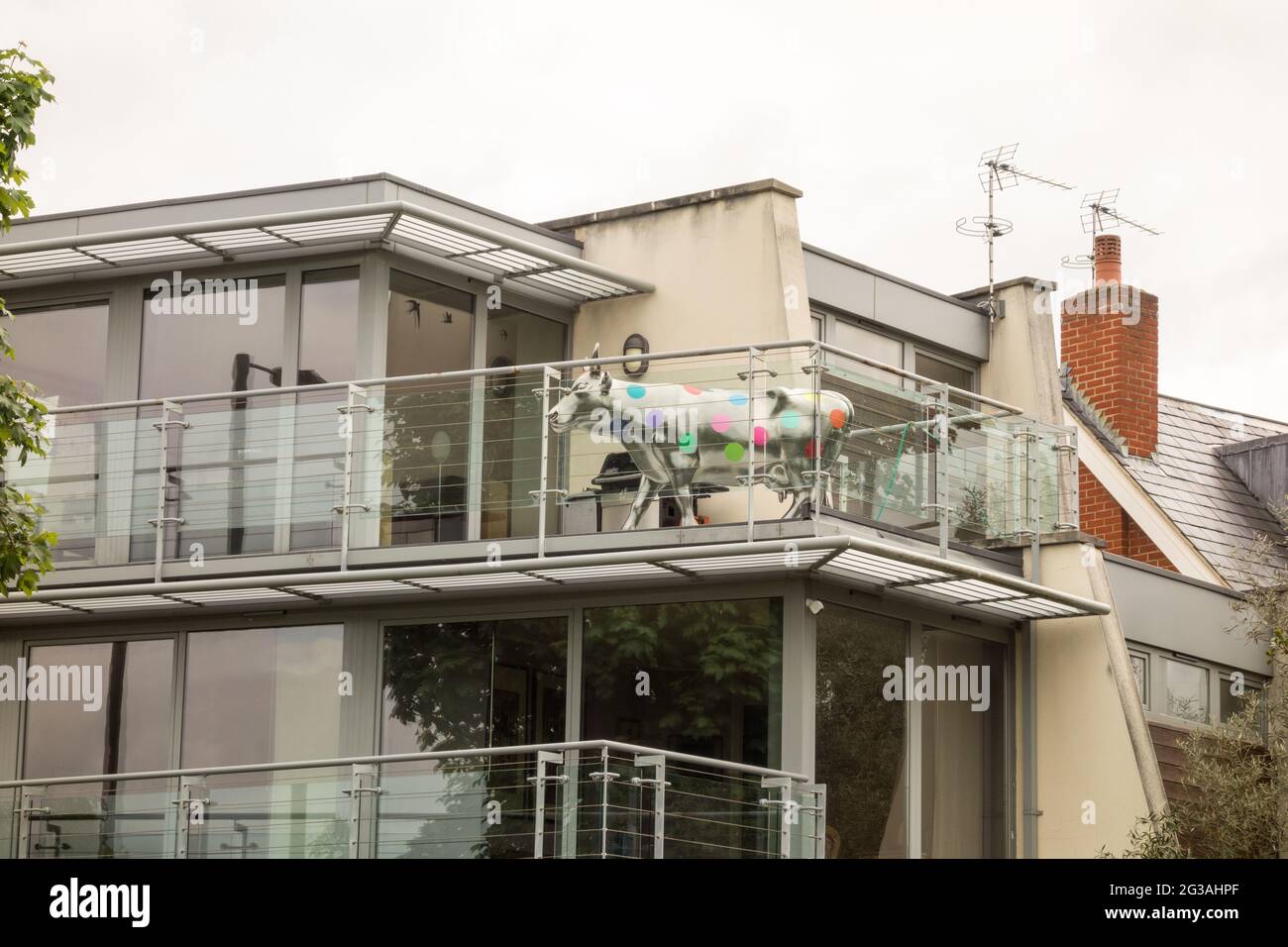 A colourful Salt Beef cow sculpture from the Cow Parade adorns a balcony on a house in Barnes, southwest London, England U.K. Stock Photo