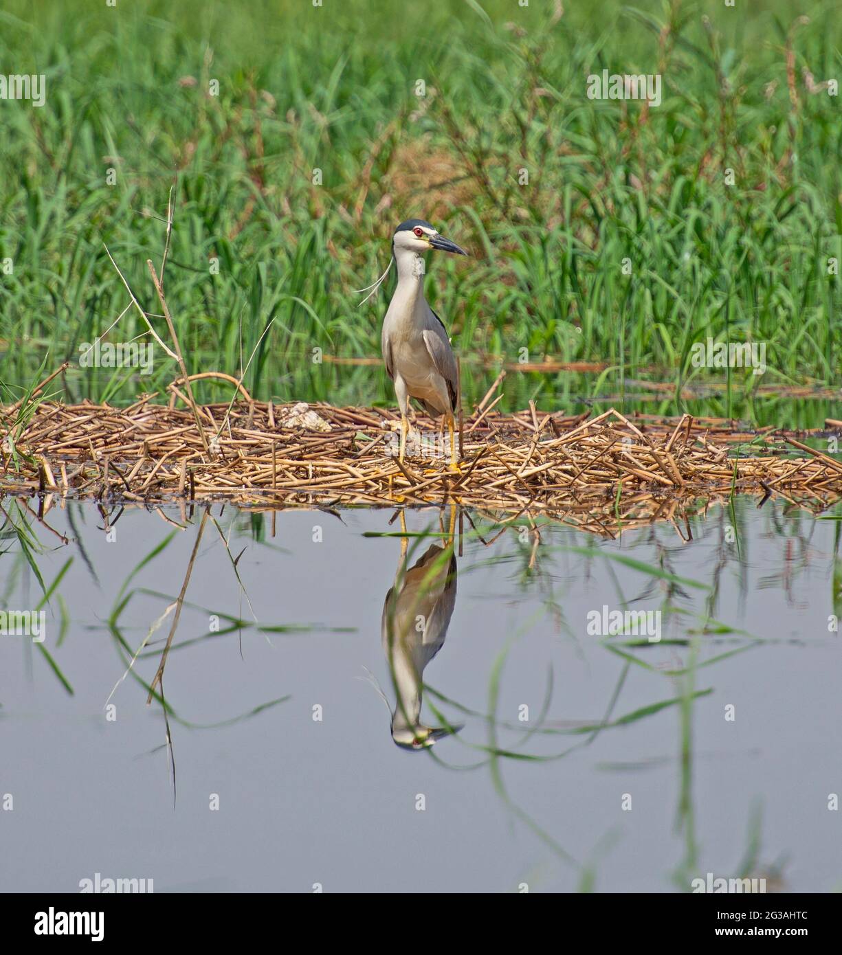 Black-crown night heron nycticorax nycticorax stood on edge of river bank wetlands in grass reeds Stock Photo