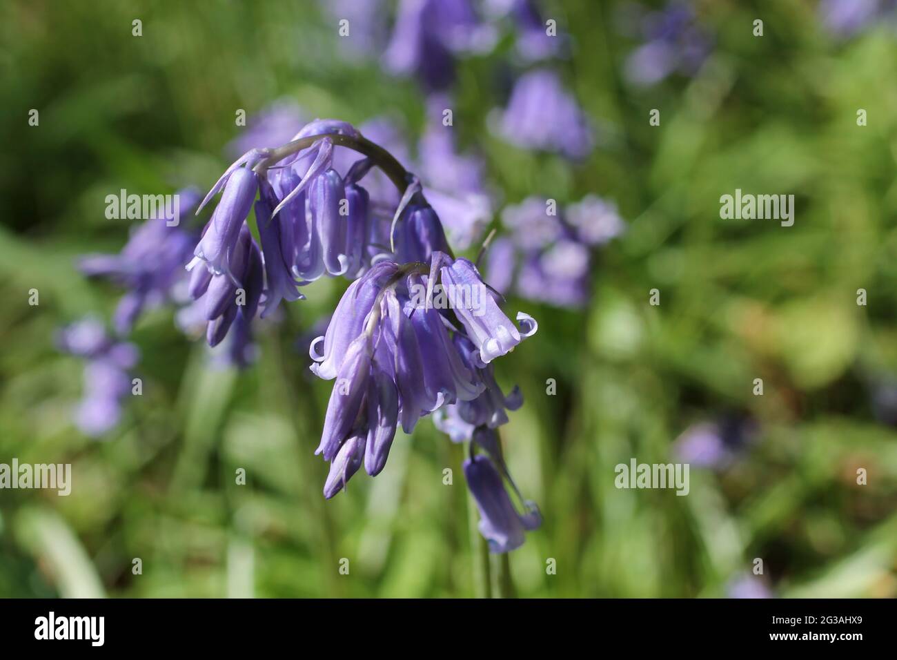 The Flower Bell Heads of a Bluebell Bulb Plant Stock Photo Alamy