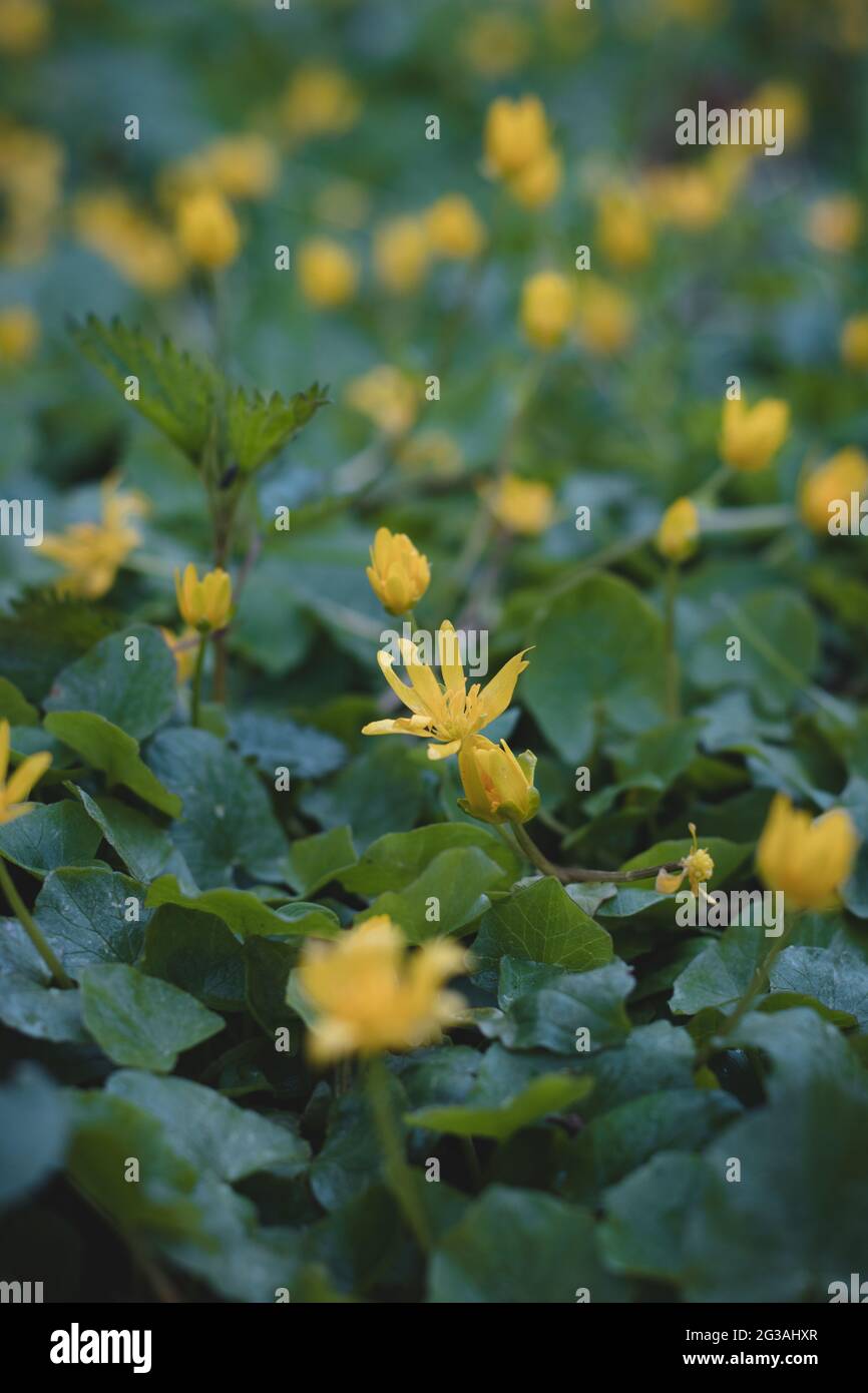 Close-up of Ficaria verna subsp bulbifera in floodplain forests. Yellow-green sea flower pilewort in the Odra river area in floodplain forests in east Stock Photo