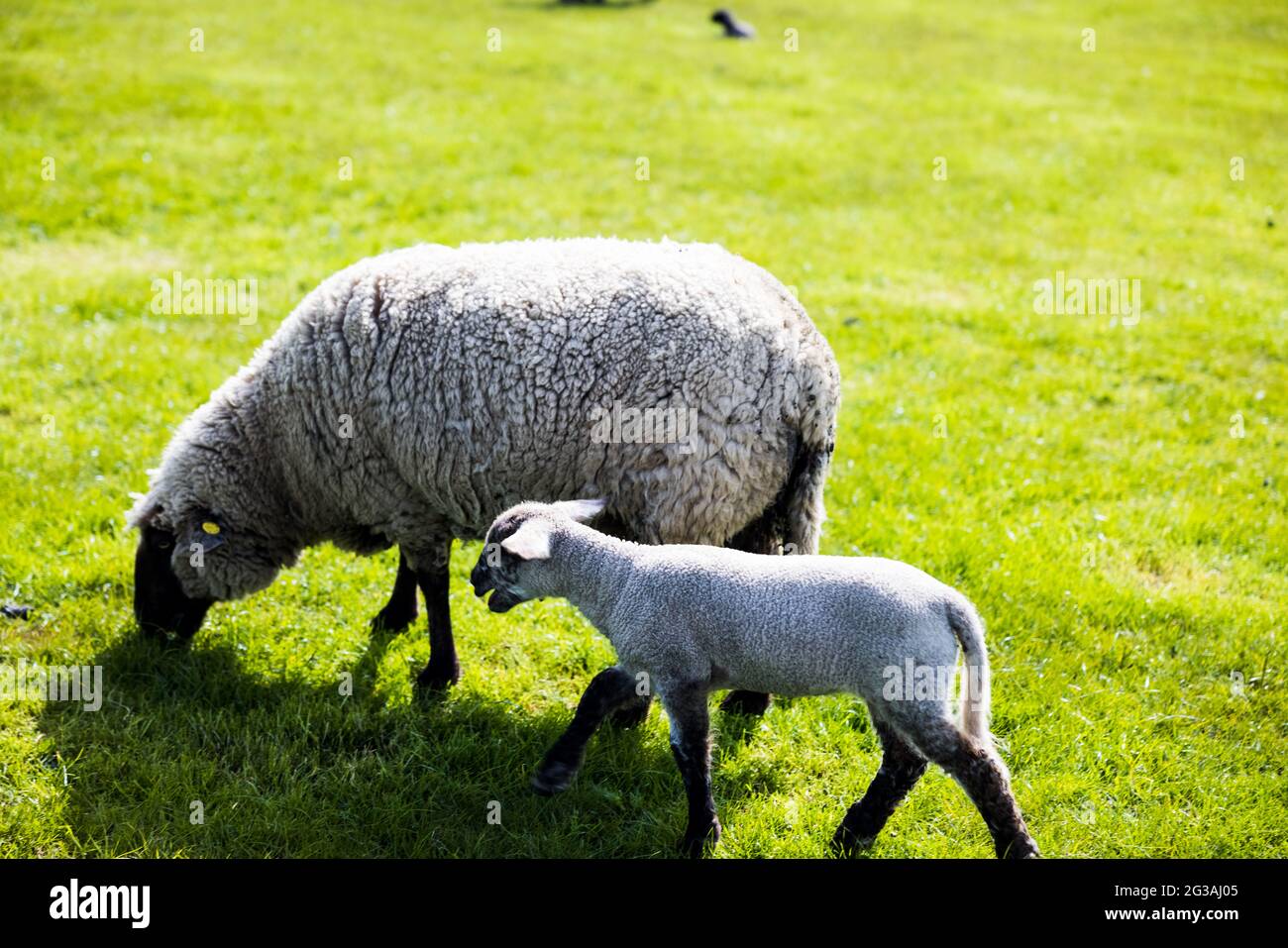 Wooly sheep and a lamb grazing in the flat meadow field Stock Photo