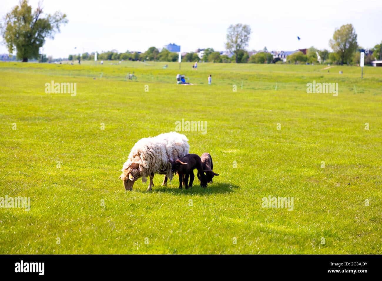 Wooly sheep and a lamb grazing in the flat meadow field Stock Photo - Alamy