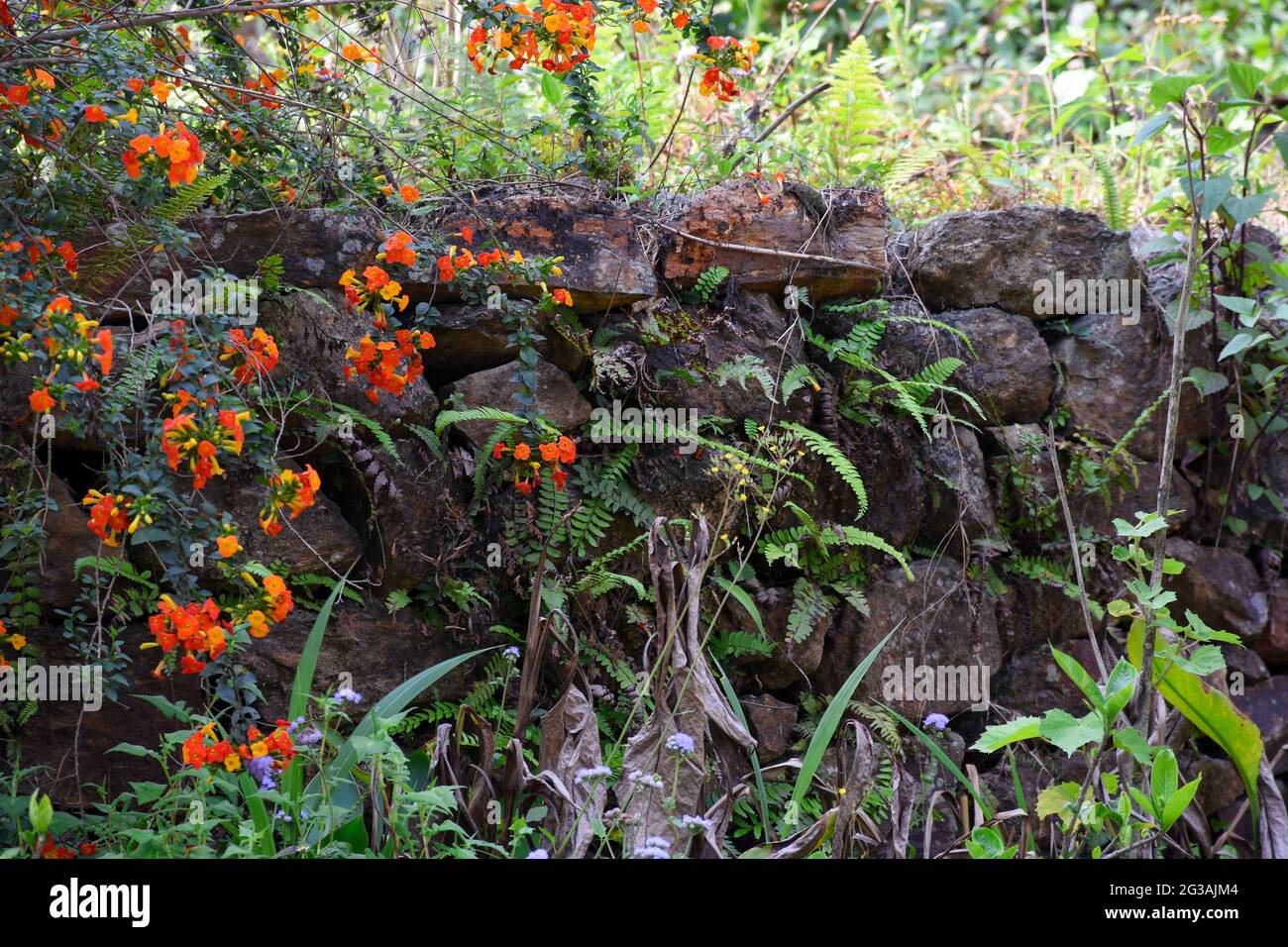 Road side bamboo and stone fence with bloomed orange flower and ferns. Stock Photo