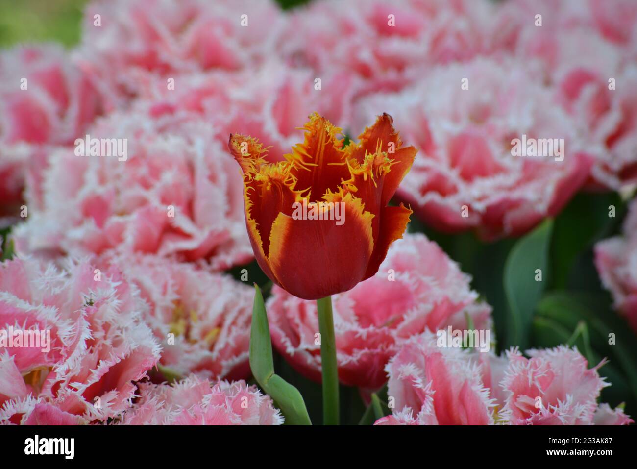 Beautiful red and yellow tulipan on a background of pink and white flowers Stock Photo
