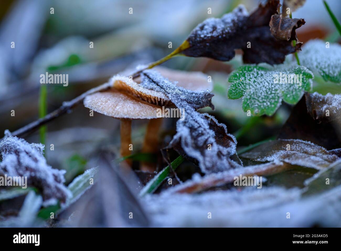 Detail of frosted leaves and mushrooms in autumn (Berguedà, Barcelona, Catalonia, Spain) ESP: Detalle de hojas y setas con escarcha en otoño, Pirineos Stock Photo