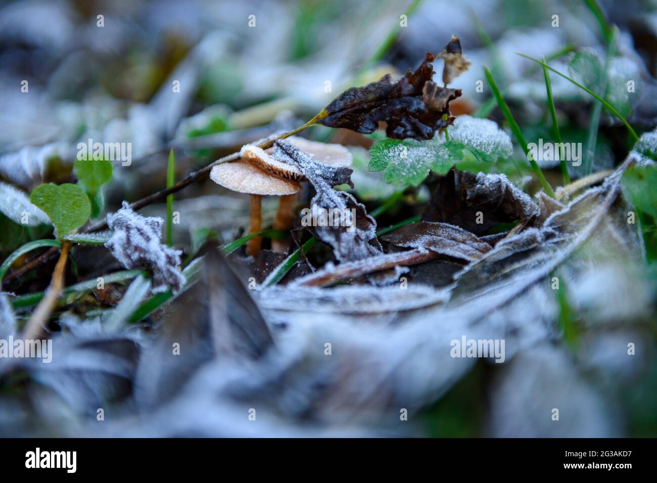 Detail of frosted leaves and mushrooms in autumn (Berguedà, Barcelona, Catalonia, Spain) ESP: Detalle de hojas y setas con escarcha en otoño, Pirineos Stock Photo