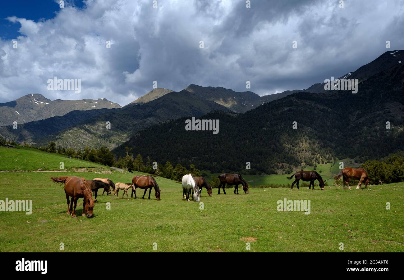 Horses and donkeys in the alpine meadows of the Tor mountain on a cloudy spring day (Pallars Sobirà, Lleida, Catalonia, Spain, Pyrenees) Stock Photo