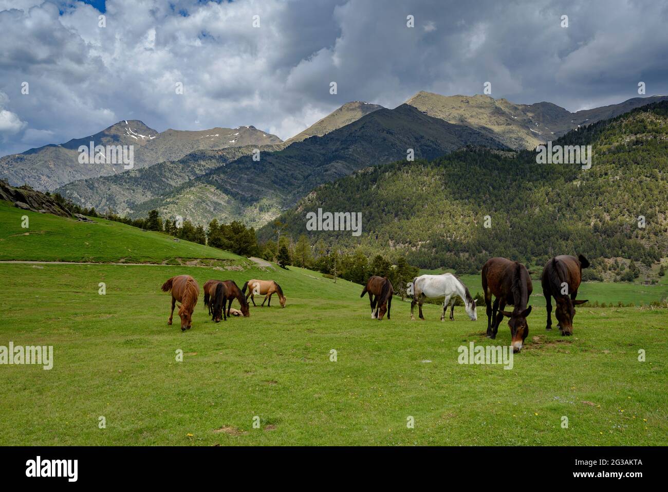 Horses and donkeys in the alpine meadows of the Tor mountain on a cloudy spring day (Pallars Sobirà, Lleida, Catalonia, Spain, Pyrenees) Stock Photo