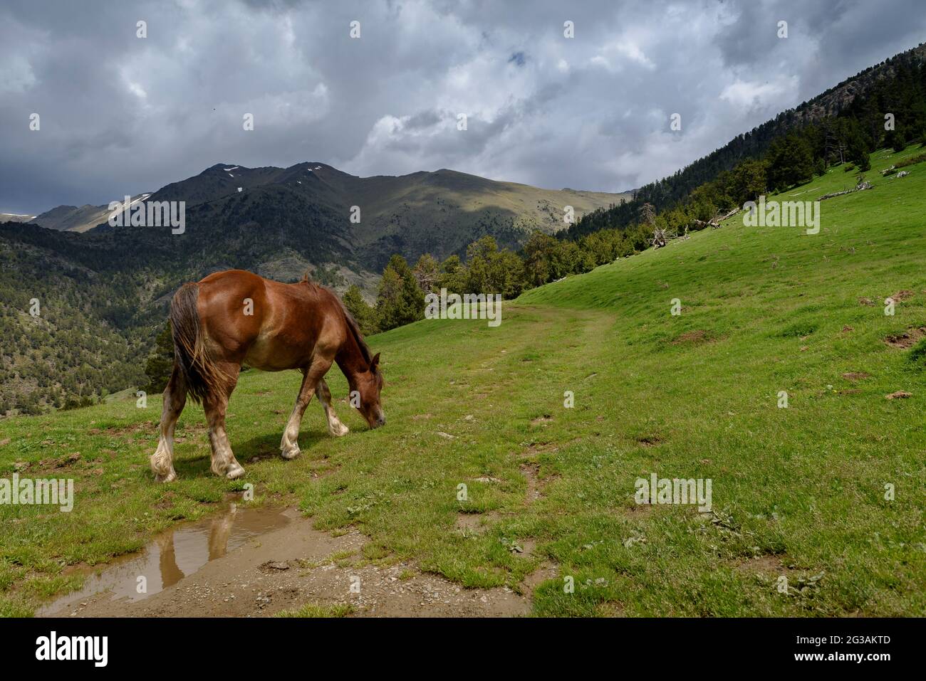 Horses and donkeys in the alpine meadows of the Tor mountain on a cloudy spring day (Pallars Sobirà, Lleida, Catalonia, Spain, Pyrenees) Stock Photo