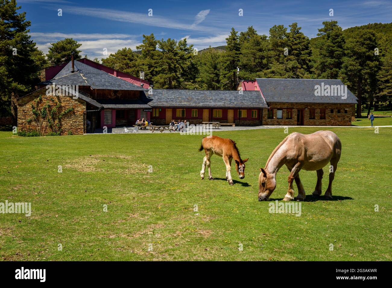 Horses grazing in the Pla de la Basseta meadow in Sant Joan de l'Erm (Alt Urgell, Catalonia, Spain, Pyrenees) ESP: Caballos pastando en los Pirineos Stock Photo