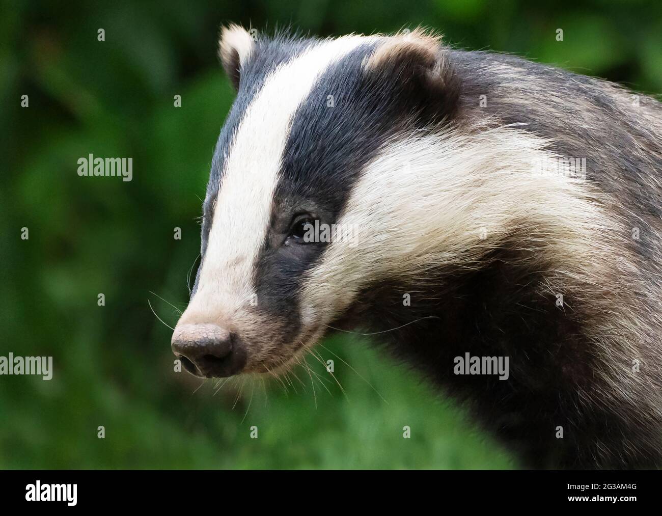 Badger close up hires stock photography and images Alamy
