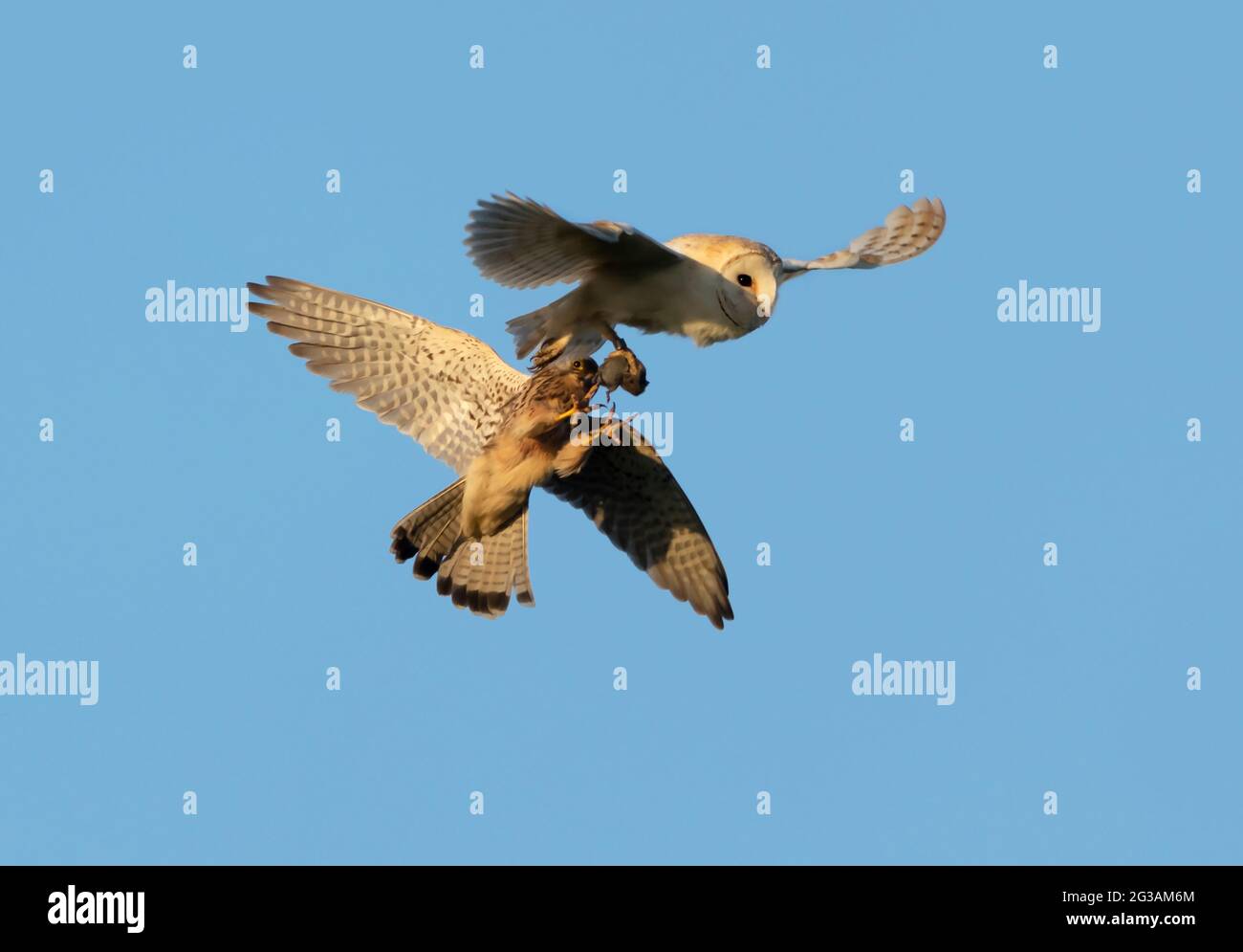 Barn Owl (Tyto albal) being mobbed by a Kestrel (Falco tinnunculus) for it's prey, the Barn Owl managed to keep it's catch, Norfolk Stock Photo