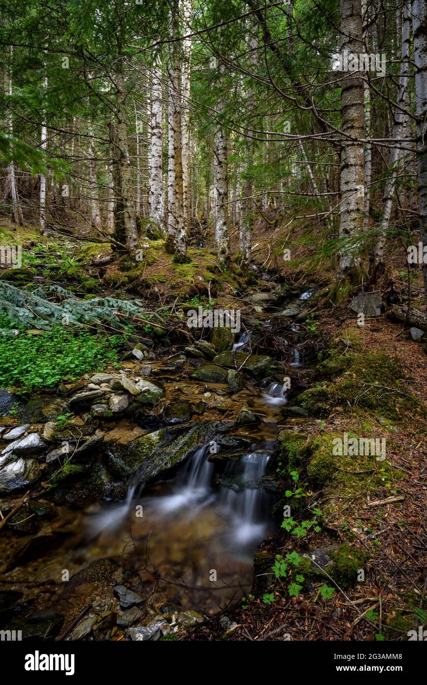 Reguerals ravine, in the Sant Joan de l'Erm fir forest (Alt Pirineu Natural Park, Lleida, Catalonia, Spain, Pyrenees) Stock Photo