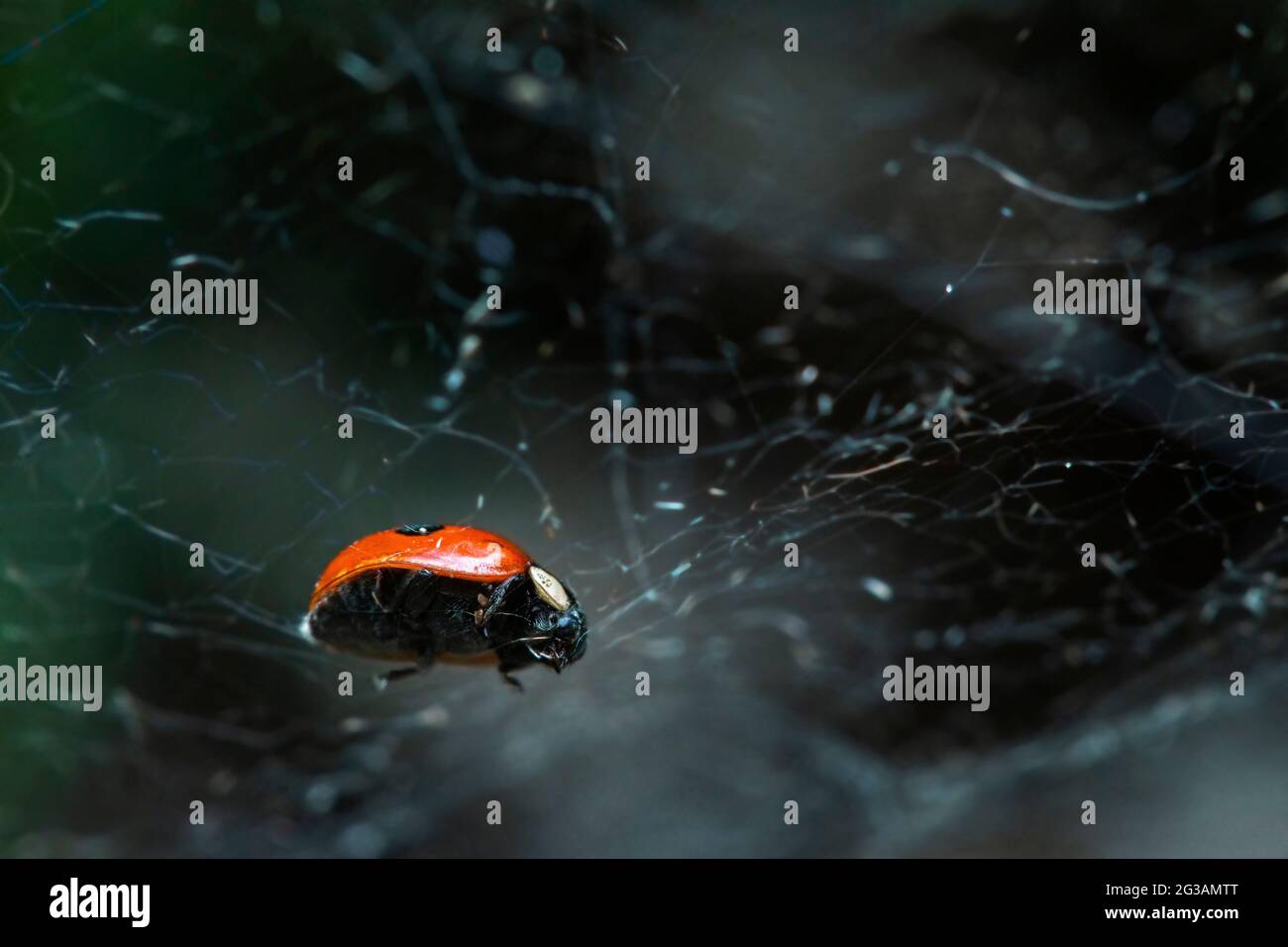 two spotted lady bird trapped in a spider web in a UK garden Stock Photo