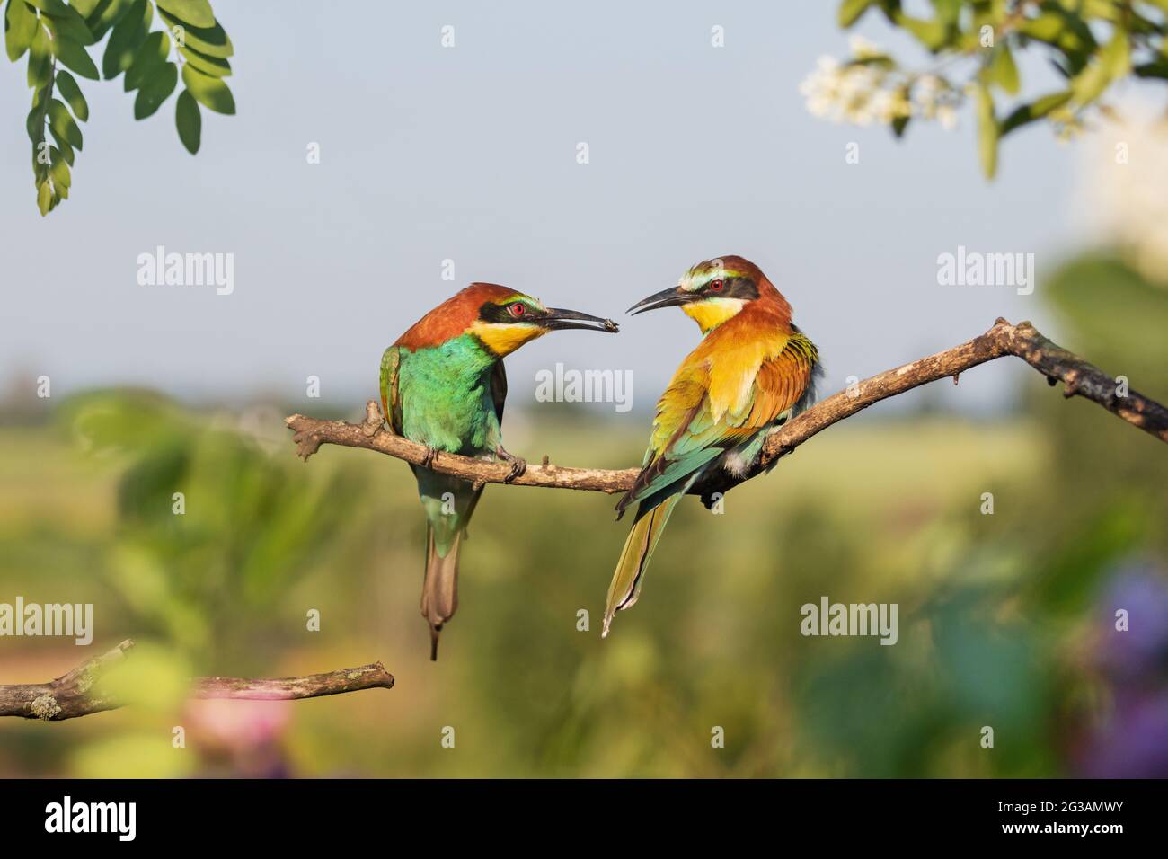 birds of paradise during spring courtship Stock Photo