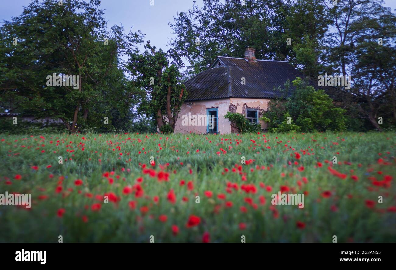 old abandoned house in the middle of a field with red poppies Stock Photo