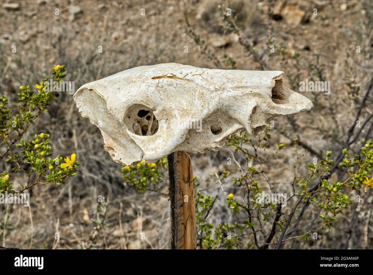 Animal skull, creosote bush in bloom, at McGuirks Tanks campsite, El Solitario area, Big Bend Ranch State Park, Texas, USA Stock Photo