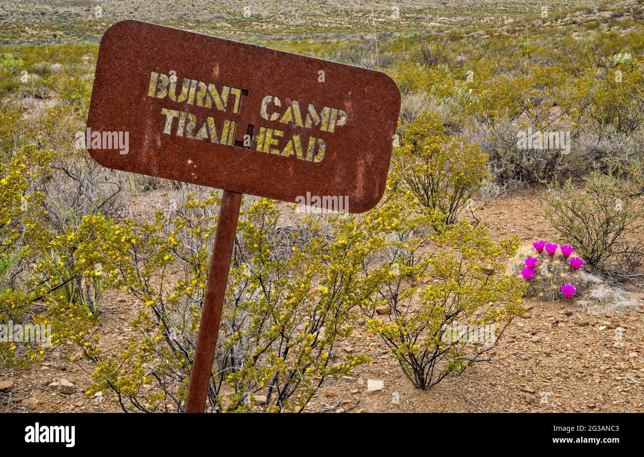 Metal trail sign, blooming strawberry cactus, at Burnt Camp Trailhead, El Solitario area, Big Bend Ranch State Park, Texas, USA Stock Photo