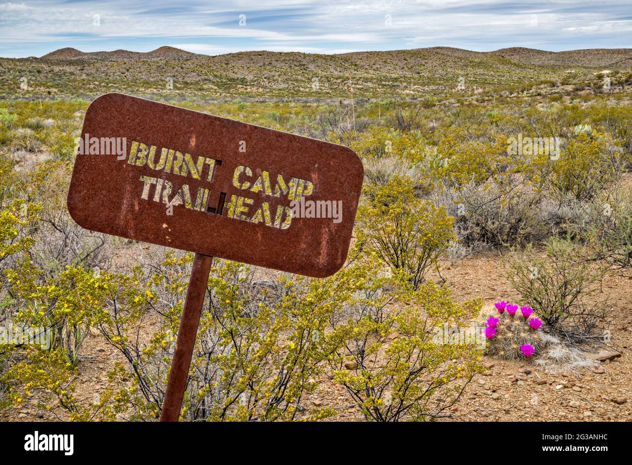 Metal trail sign, blooming strawberry cactus, at Burnt Camp Trailhead, El Solitario area, Big Bend Ranch State Park, Texas, USA Stock Photo