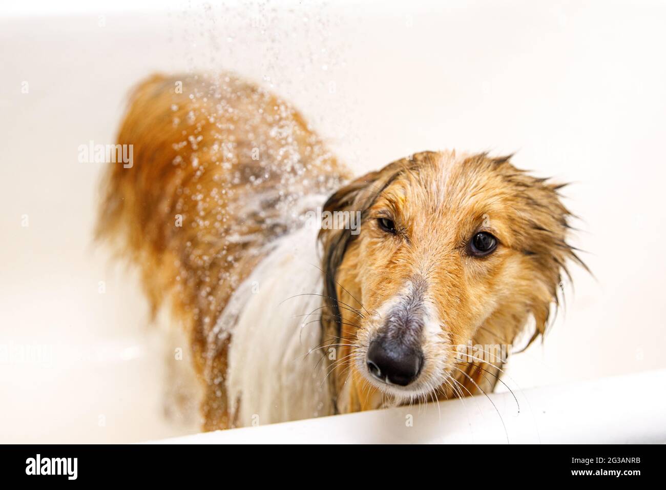 The dog grooming. Washing your pet Stock Photo Alamy